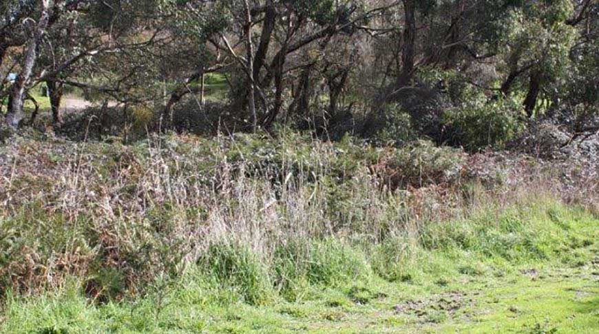 Vineyard-2 Vineyard-2