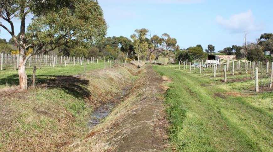 Vineyard-3 Vineyard-3