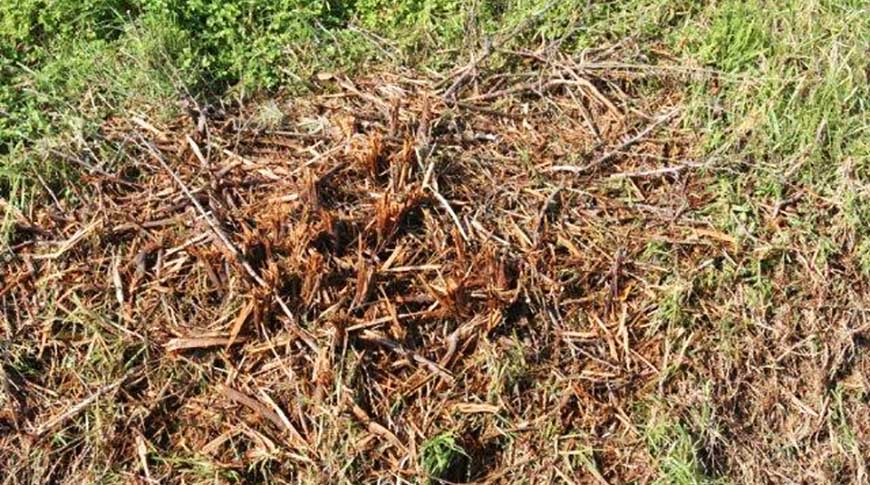 Vineyard-5 Vineyard-5