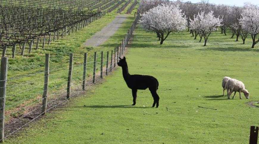 Vineyard-6 Vineyard-6