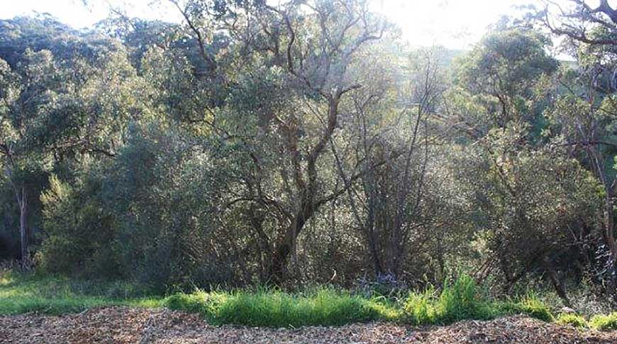 Olive Tree Removal-2