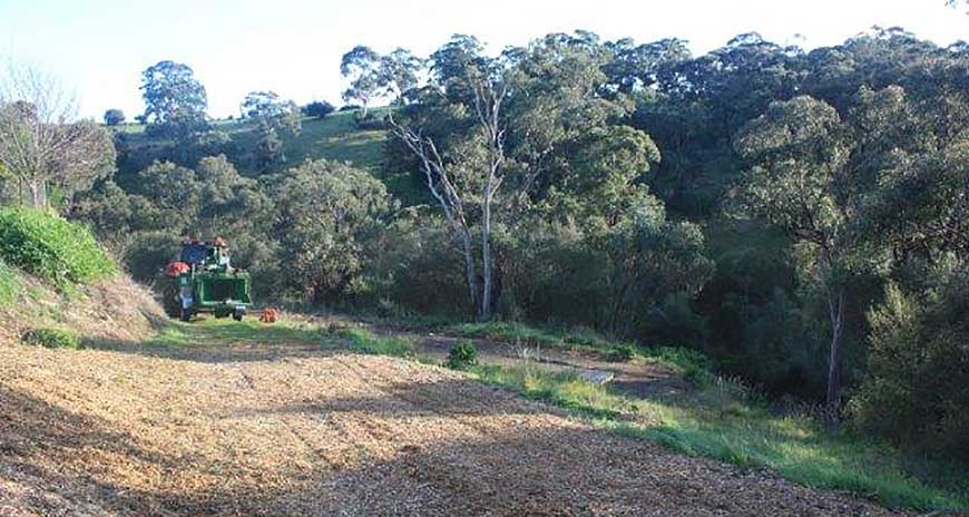 Olive Tree Removal-3